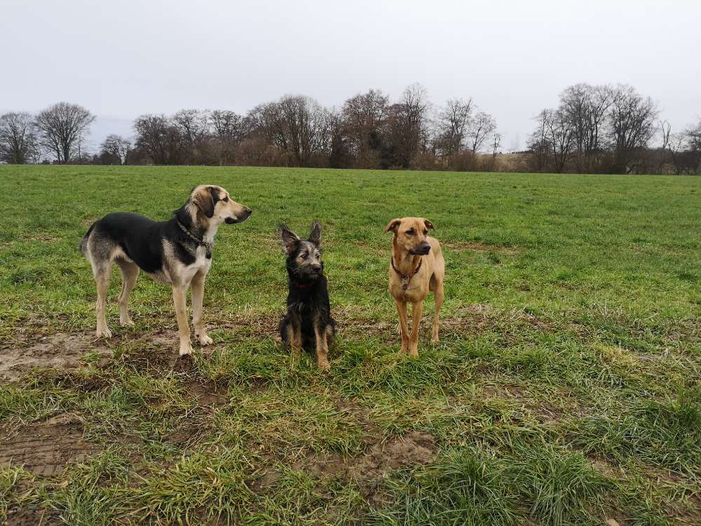 Hundetreffen-Spiel und Spaß in Düssel und Umgebung-Profilbild