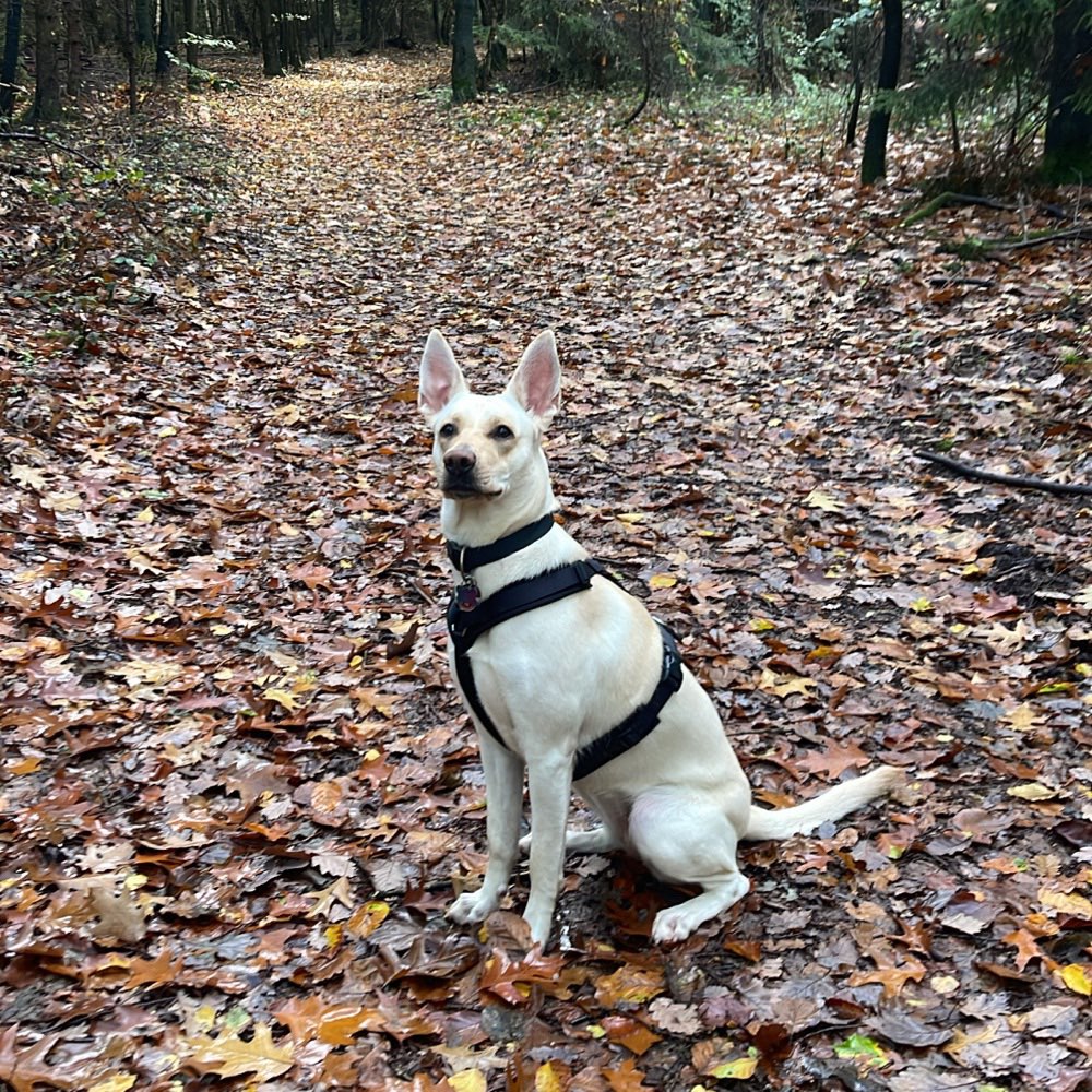 Hundetreffen-Gassi und Spielerunde in konz-Profilbild