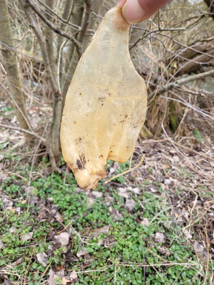 Giftköder-Verstecktes Schweineohr am Wegrand-Profilbild