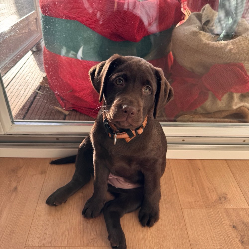 Hundetreffen-Kennlern/ Gassi und Spielrunde für Welpen-Profilbild