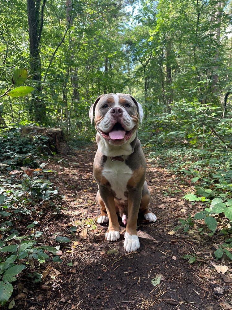 Hundetreffen-Spielgefährten für meinen OEB Rüden Tyson gesucht☺️-Profilbild
