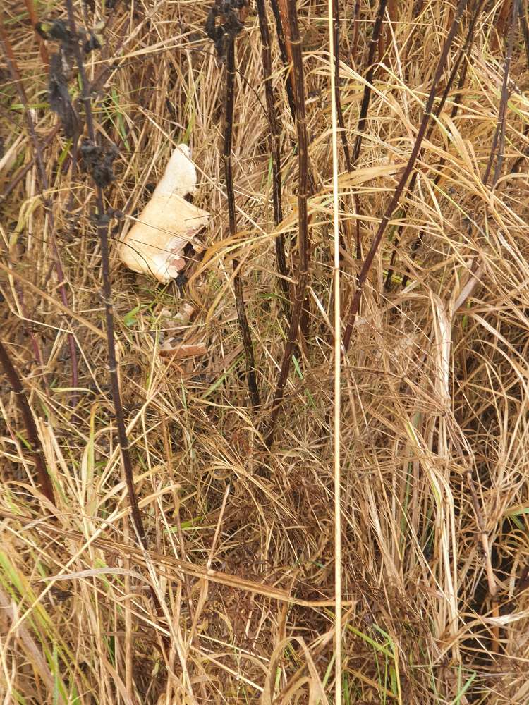 Giftköder-Wurstwecken-Profilbild