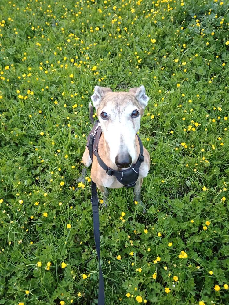 Hundetreffen-Windhundekontakte knüpfen-Profilbild