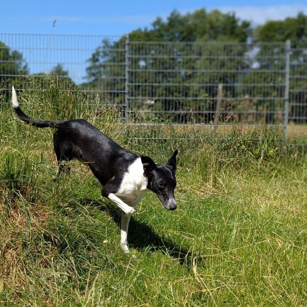 Hundetreffen-Whippet Spielfreunde gesucht-Profilbild