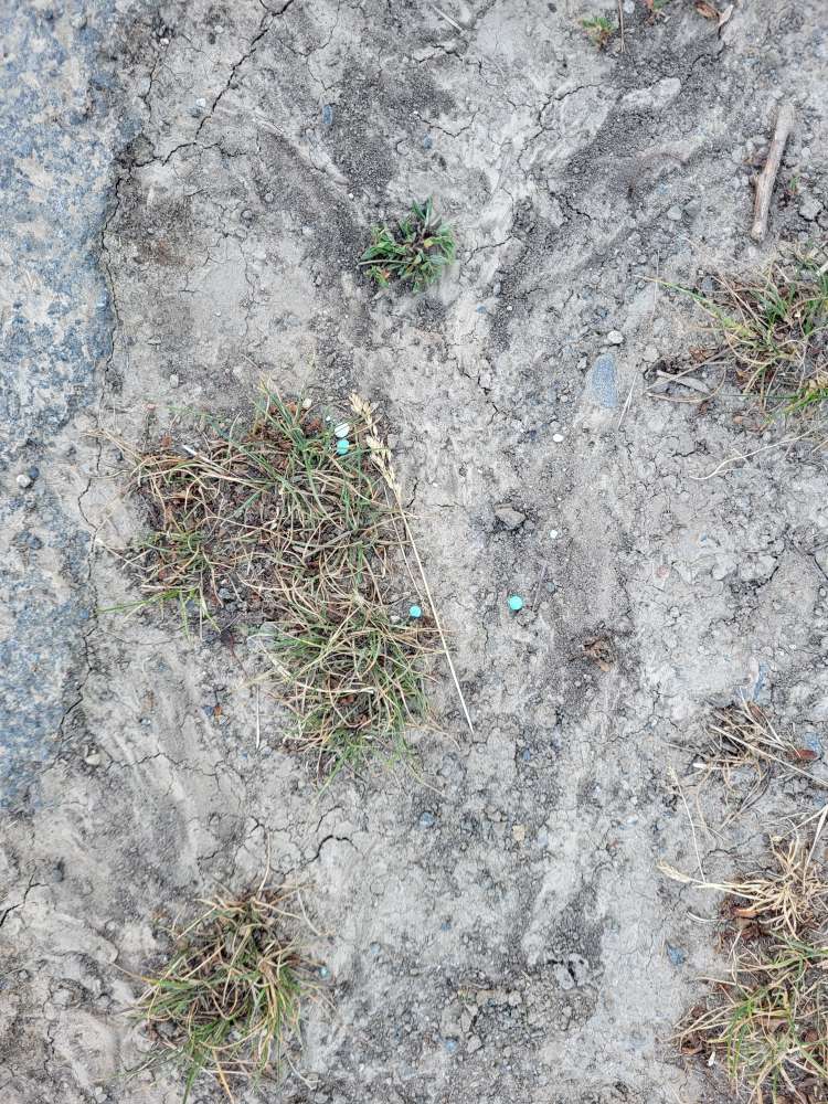 Giftköder-Blaue Körner-Profilbild