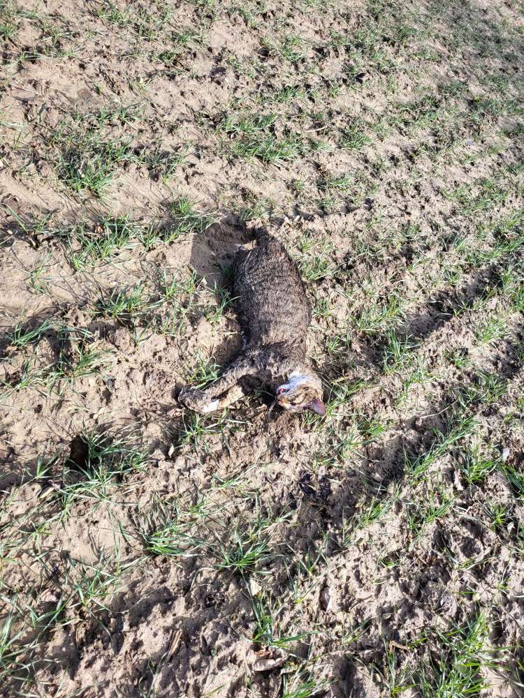 Giftköder-TOTE KATZE-Profilbild