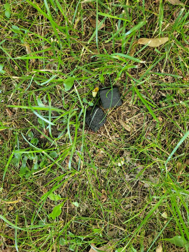 Giftköder-Verdächtige Würfel, Giftköder?-Profilbild