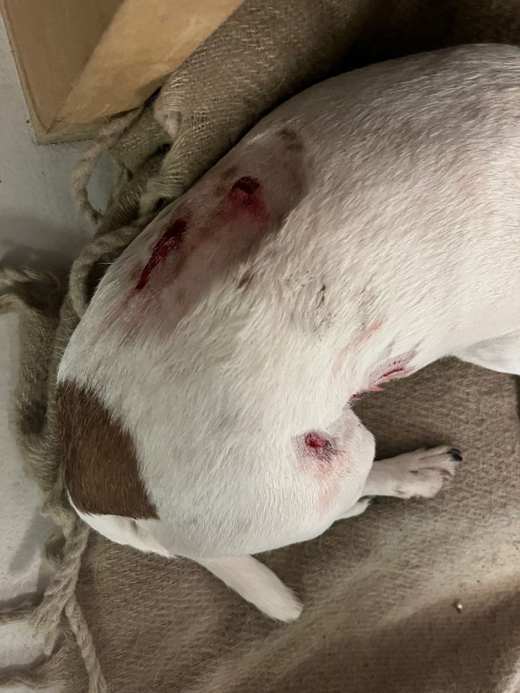 Giftköder-Hund attackiert worden-Profilbild