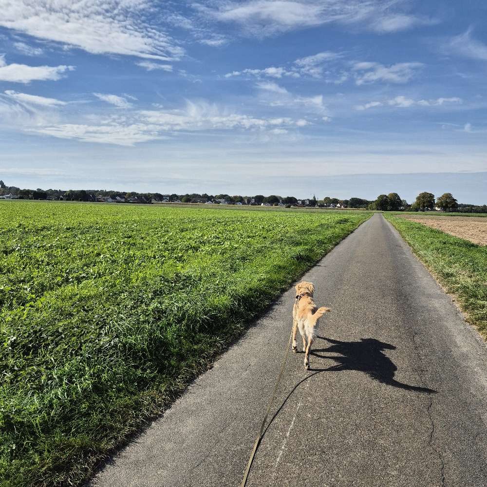 Hundetreffen-Junghundetreffen in 44141 Dortmund-Profilbild