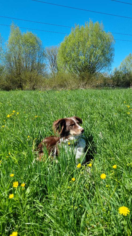 Hundetreffen-Australian Shepherd Spaziergang und Training-Profilbild