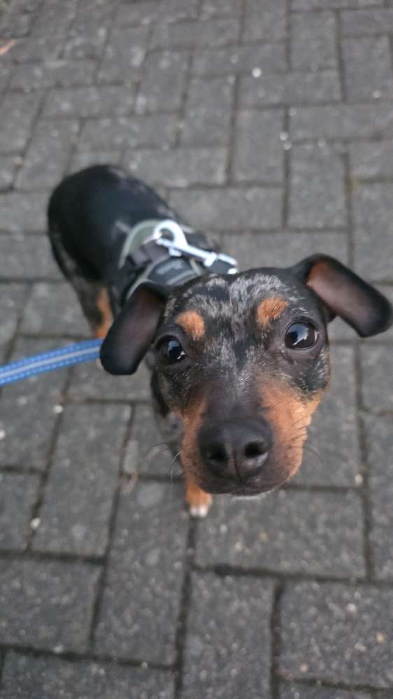 Hundetreffen-Gassirunde zum Sozialisieren-Profilbild