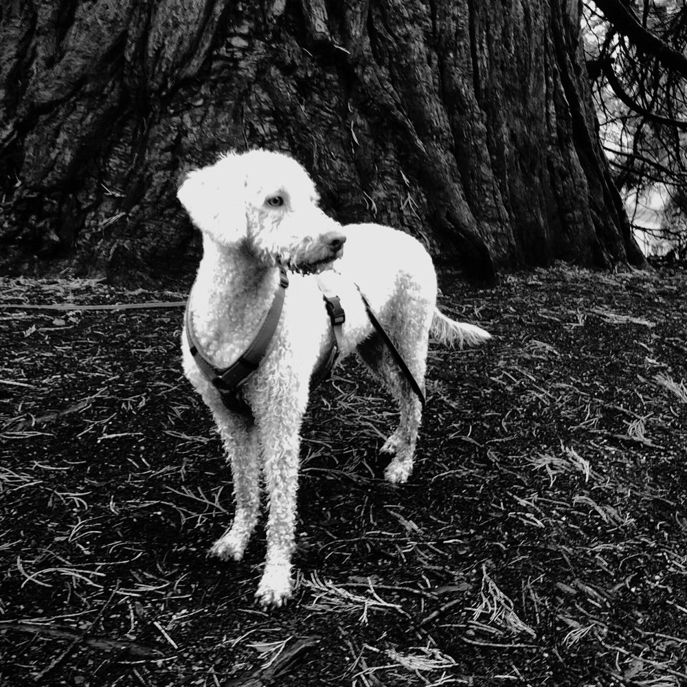 Hundetreffen-Spieletreff-Profilbild