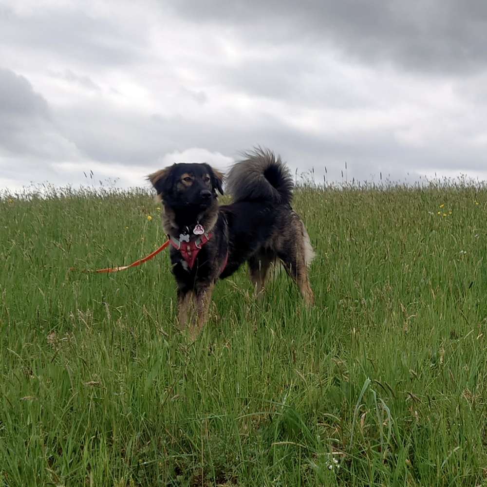 Hundetreffen-Spiel- und Trainingskamerad(in) gesucht-Profilbild