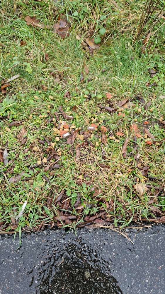 Giftköder-Mögliche Giftköder-Profilbild