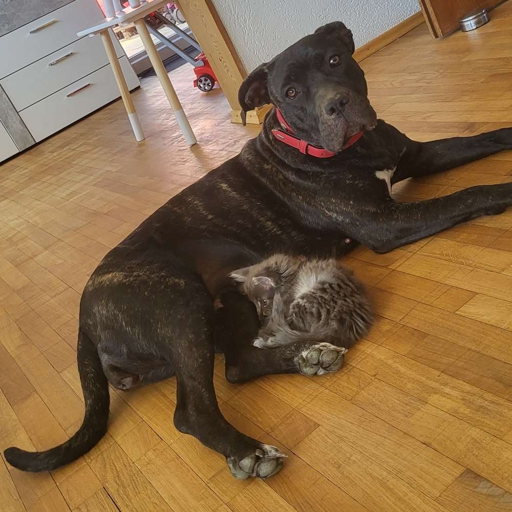 Hundetreffen-Hundetreffen in Mering-Profilbild