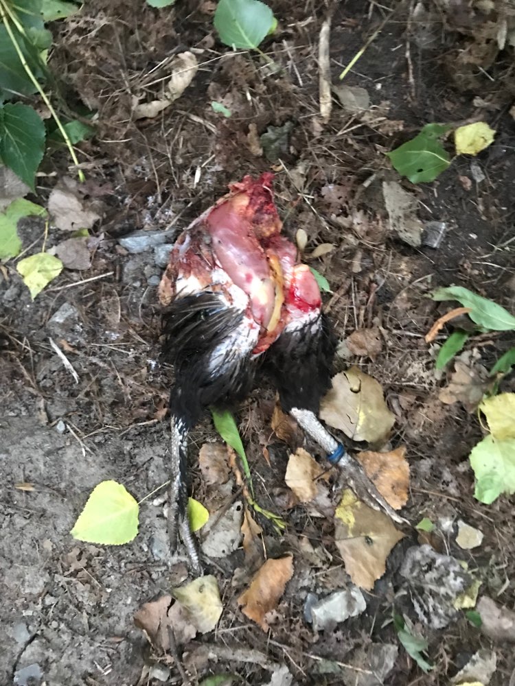 Giftköder-Halber Hahn im Laub-Profilbild