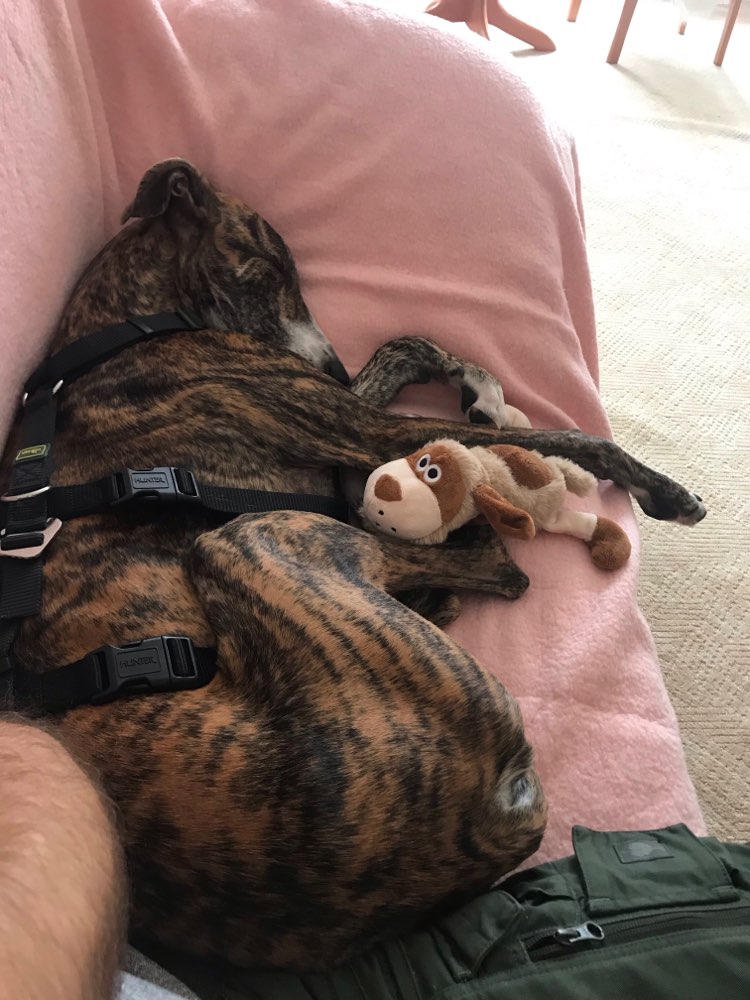 Hundetreffen-Windhund/Galgo-Treffen-Profilbild