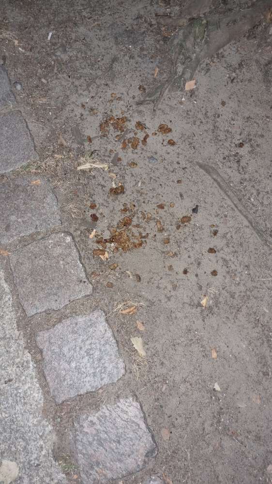 Giftköder-Frittiertes Fleisch o.ä-Profilbild