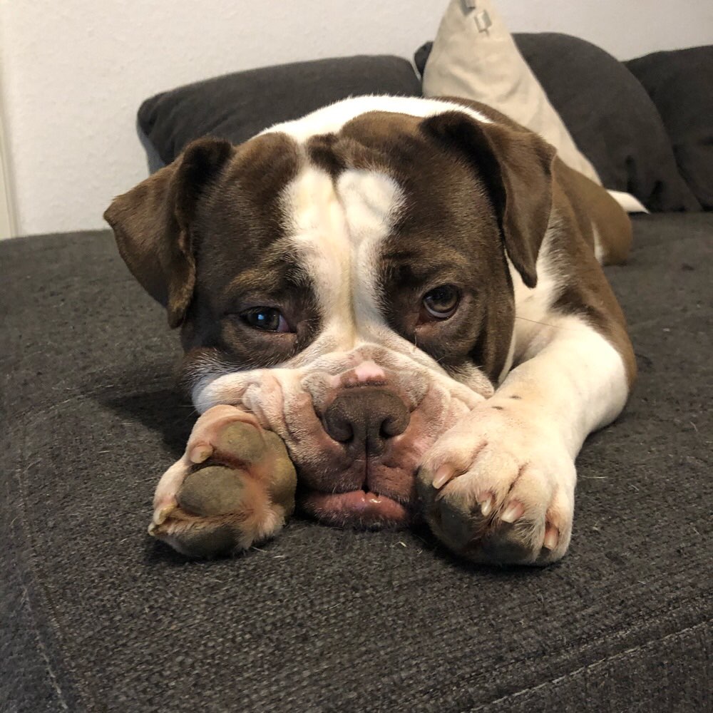 Hundetreffen-Spielfreund gesucht-Profilbild