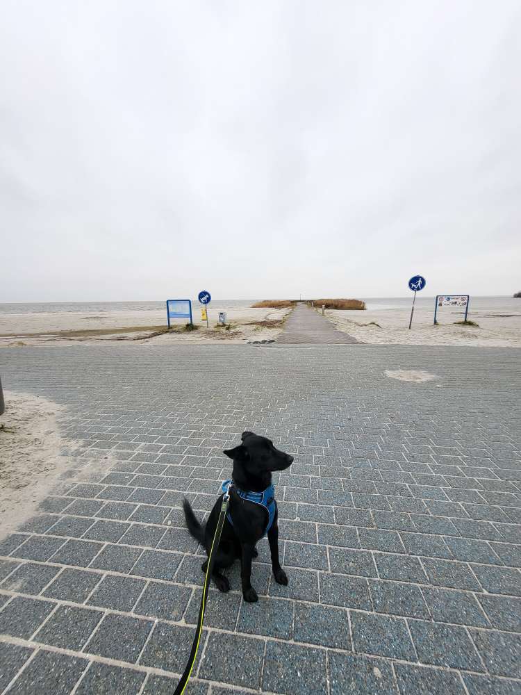 Hundetreffen-Sicherer Hund im Umgang mit anderen Gesucht-Profilbild