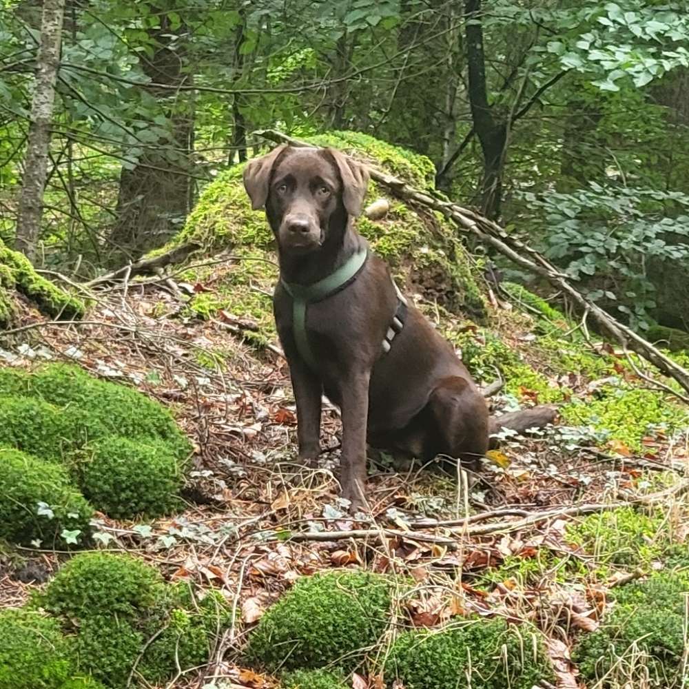 Hundetreffen-Spiel / Gassi-Profilbild