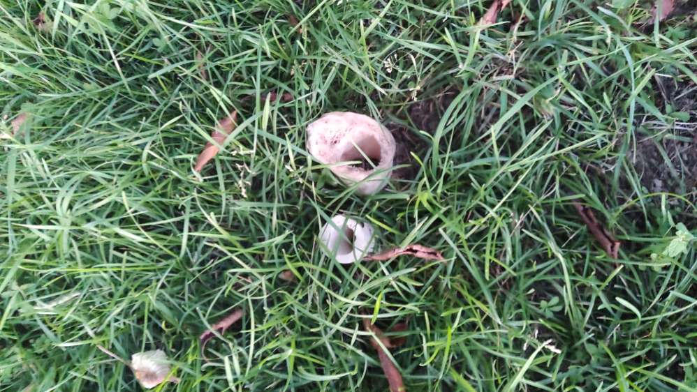 Giftköder-Markknochen Wendelinushalle Leiberstung-Profilbild