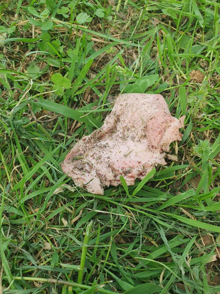 Giftköder-Ausgelegte Wurst-Profilbild