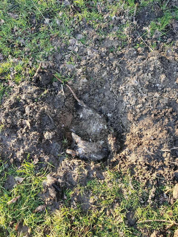 Giftköder-Kadaver-Profilbild