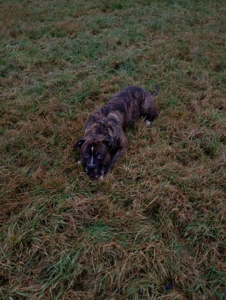 Hundetreffen-Gassirunde in Fulda-Profilbild