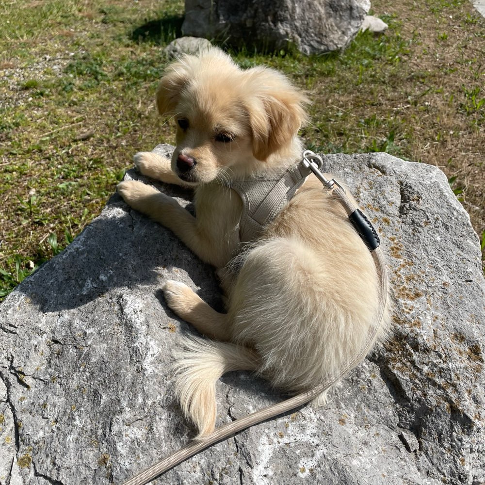 Hundetreffen-Spielpartner in Stammersdorf gesucht (Welpen oder Junghunde)-Profilbild