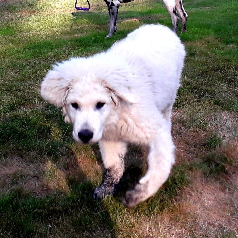 Hundetreffen-Welpentraining und Spiel-Profilbild