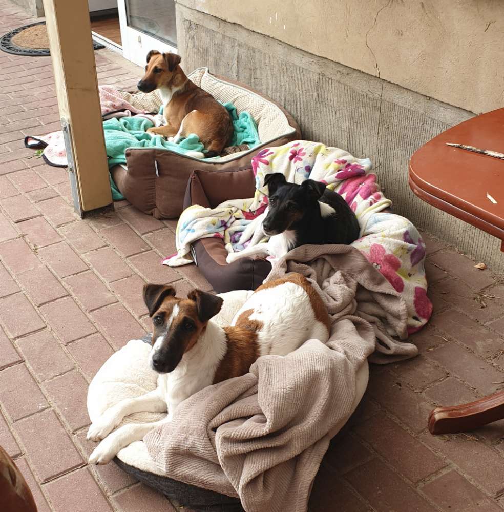 Hundetreffen-2 Energiebündel suchen Kontakte 😊-Profilbild