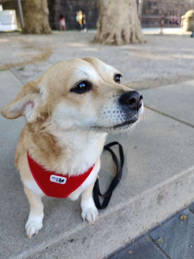 Hundetreffen-Gassi-/Spielrunde für kleine Hunde bis 8 kg-Profilbild