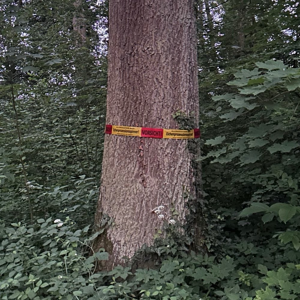 Giftköder-Eichenprozessionsspinner-Profilbild