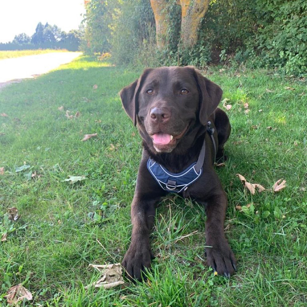 Hundetreffen-Gemeinsames Gassigehen in der Weststadt-Profilbild