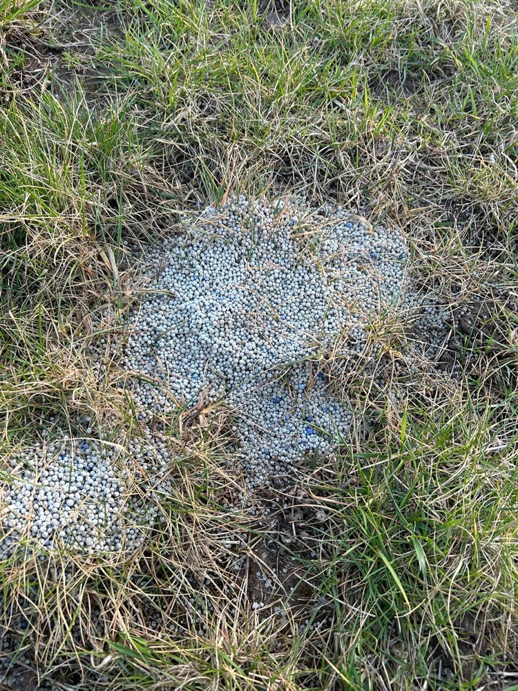 Giftköder-Blau/grüne runde Körner-Profilbild