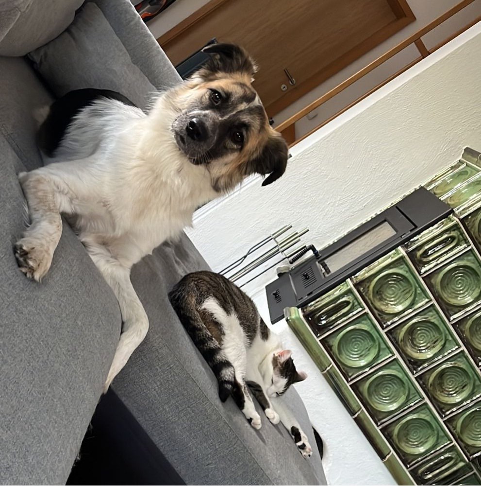 Hundetreffen-Gassi & Spielen-Profilbild