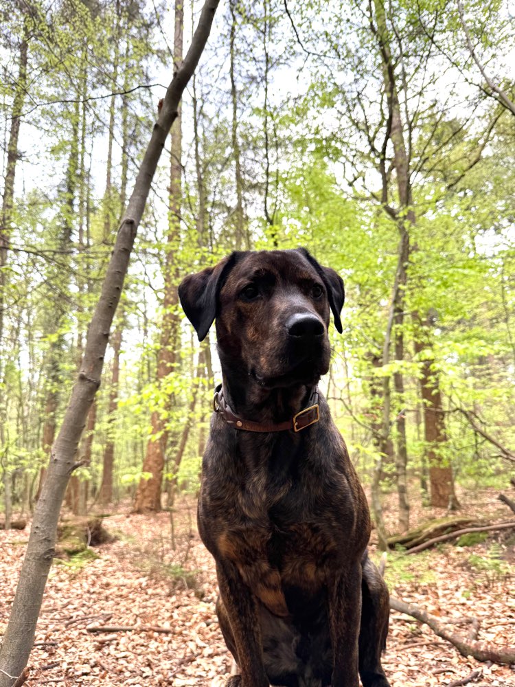 Hundetreffen-Hundekumpels gesucht! 🐶-Profilbild