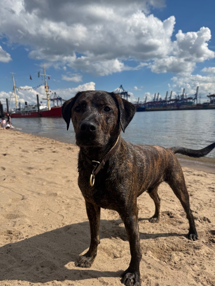 Hundetreffen-Gassi-Runden / Play-Dates-Profilbild