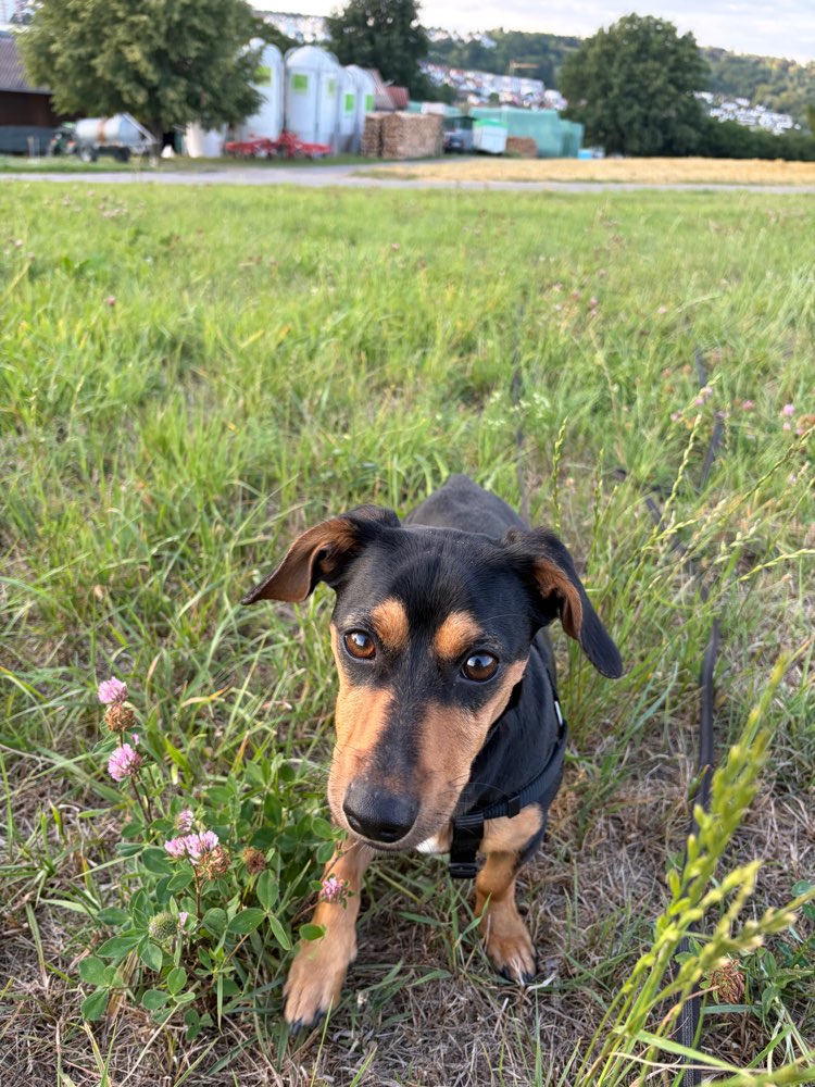 Hundetreffen-Koda sucht Gassi-Freunde-Profilbild