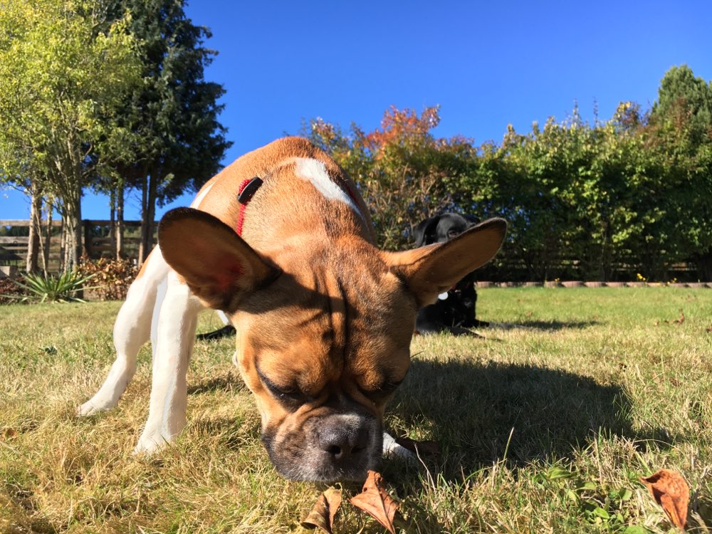 Hundetreffen-franz. Bulli -Treffen-Profilbild