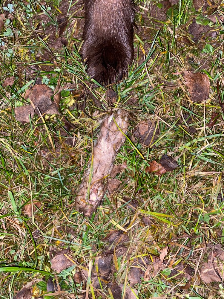 Giftköder-Abgetrennte Pfote-Profilbild