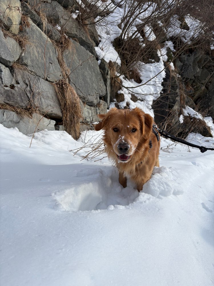 Hundetreffen-Hundebegegnungstraining/ Spaziergang Hall in Tirol-Profilbild