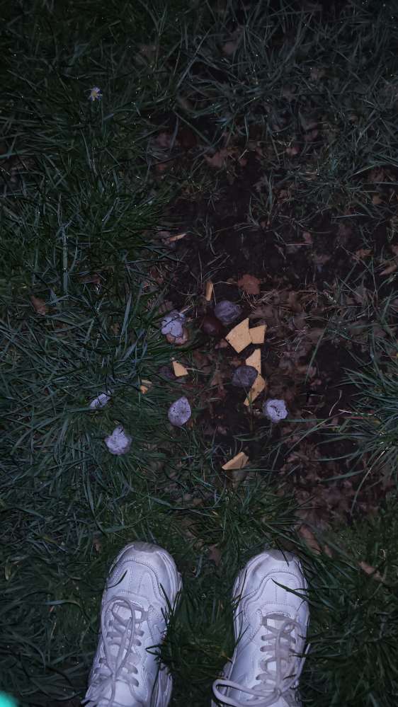 Giftköder-Giftköder Käse Schokolade Tabletten-Profilbild