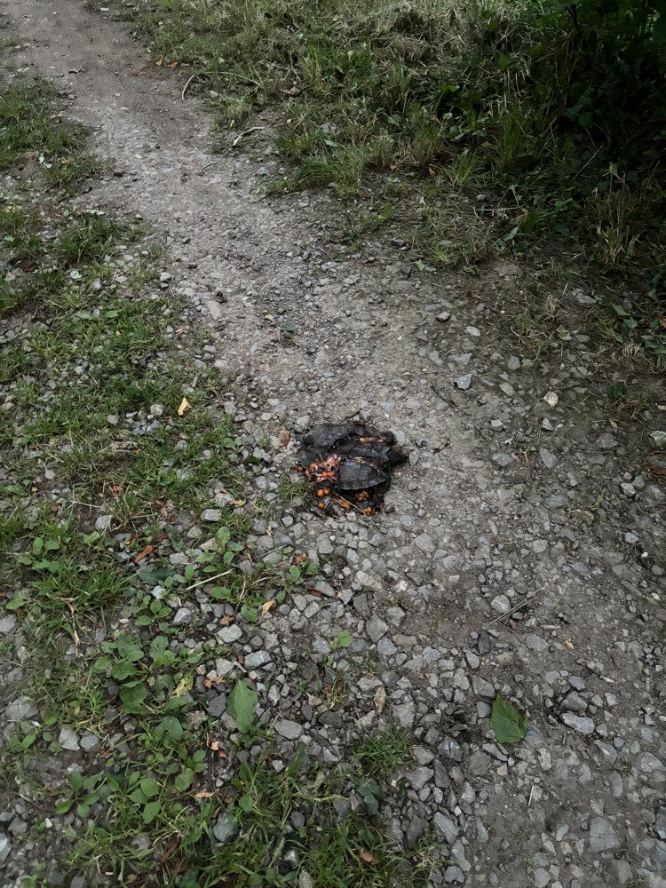 Giftköder-Tote Schildkröte-Profilbild