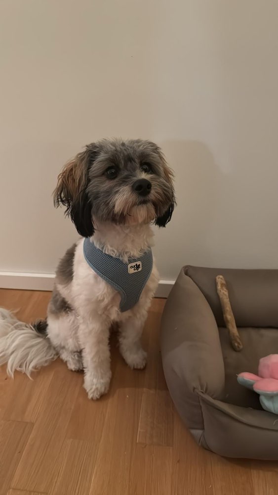 Hundetreffen-Junghunde Treffen Hammerbrook-Profilbild