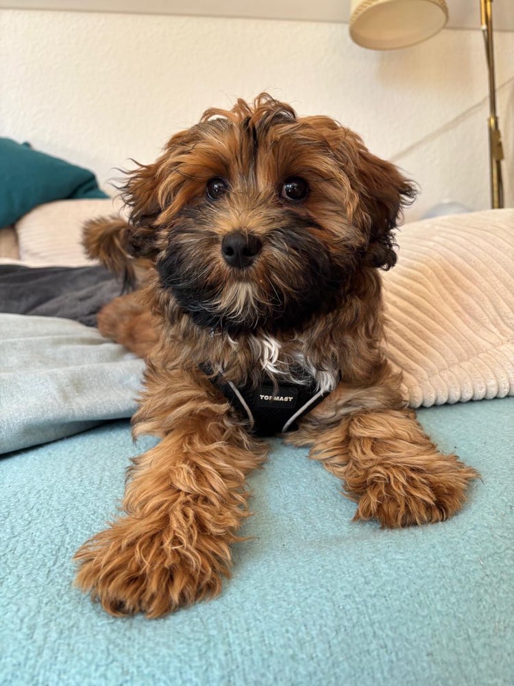 Hundetreffen-Welpentreffen, Spielfreunde für Fritzi-Profilbild