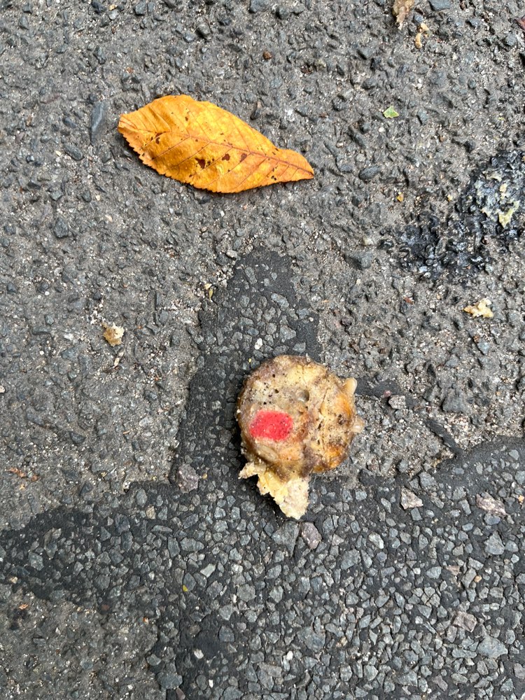 Giftköder-Evtl. Giftköder-Profilbild