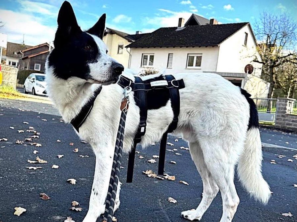 Suchmeldung-Solon-Profilbild