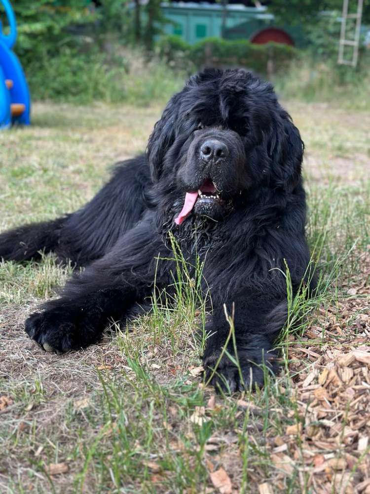 Hundetreffen-Ramba-Zamba sucht Sparringpartner-Profilbild